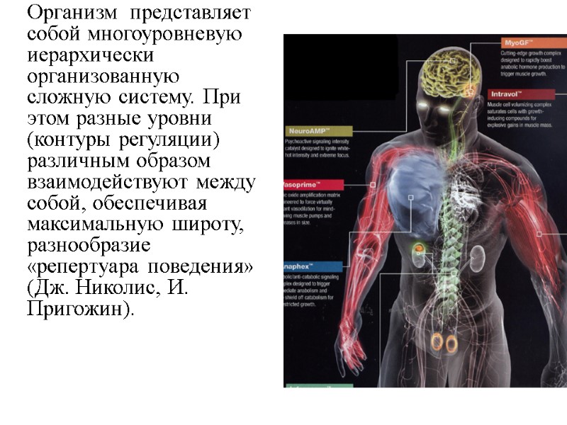 Организм  представляет собой многоуровневую иерархически организованную сложную систему. При этом разные уровни (контуры